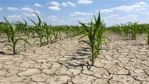 Agricoltura - Ricognizione danni aziendali produzioni vegetali siccità 2023